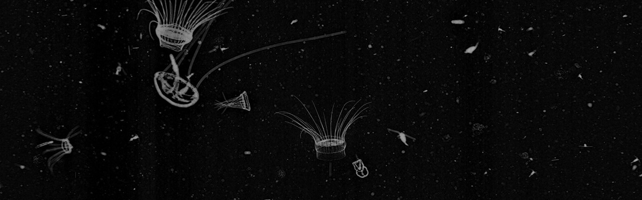 Classifying plankton with deep neural networks